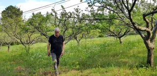 Il préserve les variétés anciennes de pommes ardéchoises 
