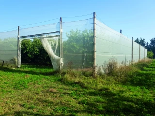 Des solutions alternatives contre drosophila suzukii