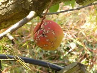 Gel sur fruits : d’importants dégâts en perspective