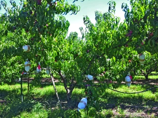 Monilioses sur fruits à noyau : optimiser les stratégies de lutte