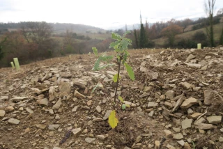 Le renouveau de la trufficulture ardéchoise