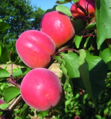 Abricot : comportement des nouvelles variétés à la Sefra