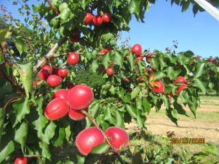 Abricot : comportement des nouvelles variétés en Aura 