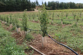 Des conseils pour optimiser la conduite de son verger