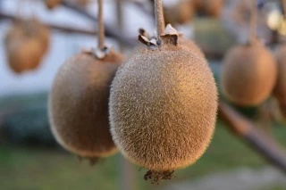 Un agriculteur condamné pour tromperie sur l’origine de ses kiwis