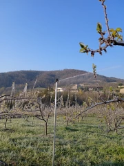 L’aspersion, meilleure alliée de la lutte antigel