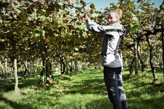 Kiwi : une saison en demi-teinte