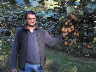 Le kiwi paye un lourd tribut au gel