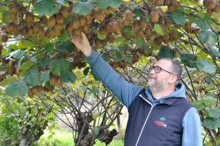 Kiwis : une campagne 2022 contrastée