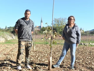 En Ardèche, la pistache fait son grand retour