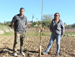 En Ardèche, la pistache fait son grand retour