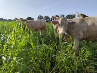 Autonomie alimentaire en système fourrager : quels leviers d'action ?