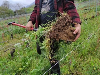 Les couverts végétaux pour s’adapter au changement climatique