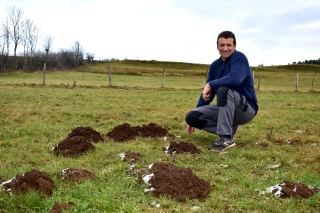 Le campagnol engendre des pertes colossales dans les prairies