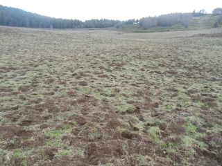 Un fléau récurrent sur les prairies et des moyens de lutte limités