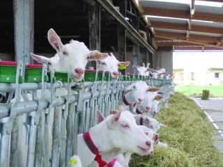 Les points clés de la conduite du troupeau caprin en période estivale
