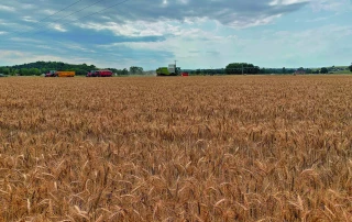 Moissons : des rendements à la baisse pour la campagne 2020