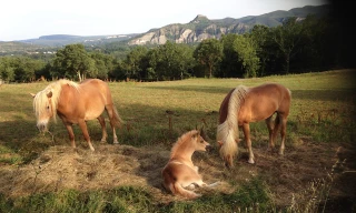 « Mieux faire connaître la marque BAF »