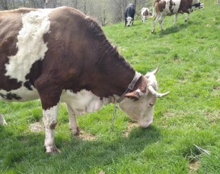 L’autonomie fourragère, ça s’cultive !