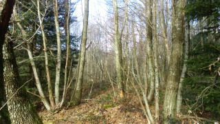 Lutter contre le morcellement des parcelles boisées