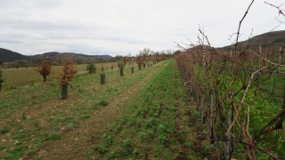 Des chênes truffiers prennent racine dans leur vignoble 