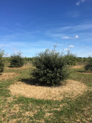 Culture de la truffe : quels itinéraires techniques suivre ?