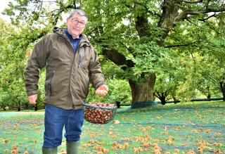 En Sud-Ardèche, la châtaigne retrouve ses couleurs 