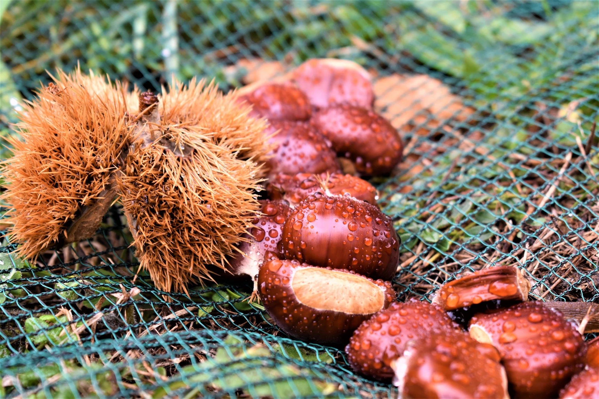 Volumes et beaux calibres : la récolte de châtaigne est plutôt bonne en Sud-Ardèche