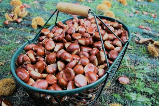 La filière s’inquiète pour la vente de la châtaigne fraîche