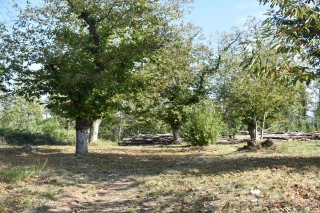 Jeune châtaigneraie ardéchoise