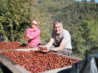 Une récolte prometteuse mais hétérogène