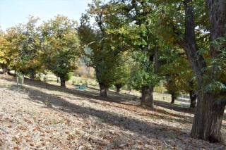 « Le Plan châtaigneraies traditionnelles a redynamisé toute la filière »