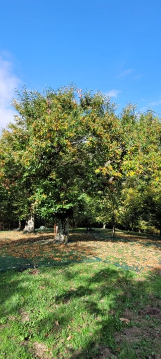 La sécheresse complique la récolte 2025