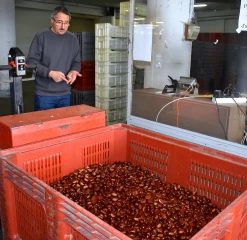 La récolte bat son plein en Sud-Ardèche
