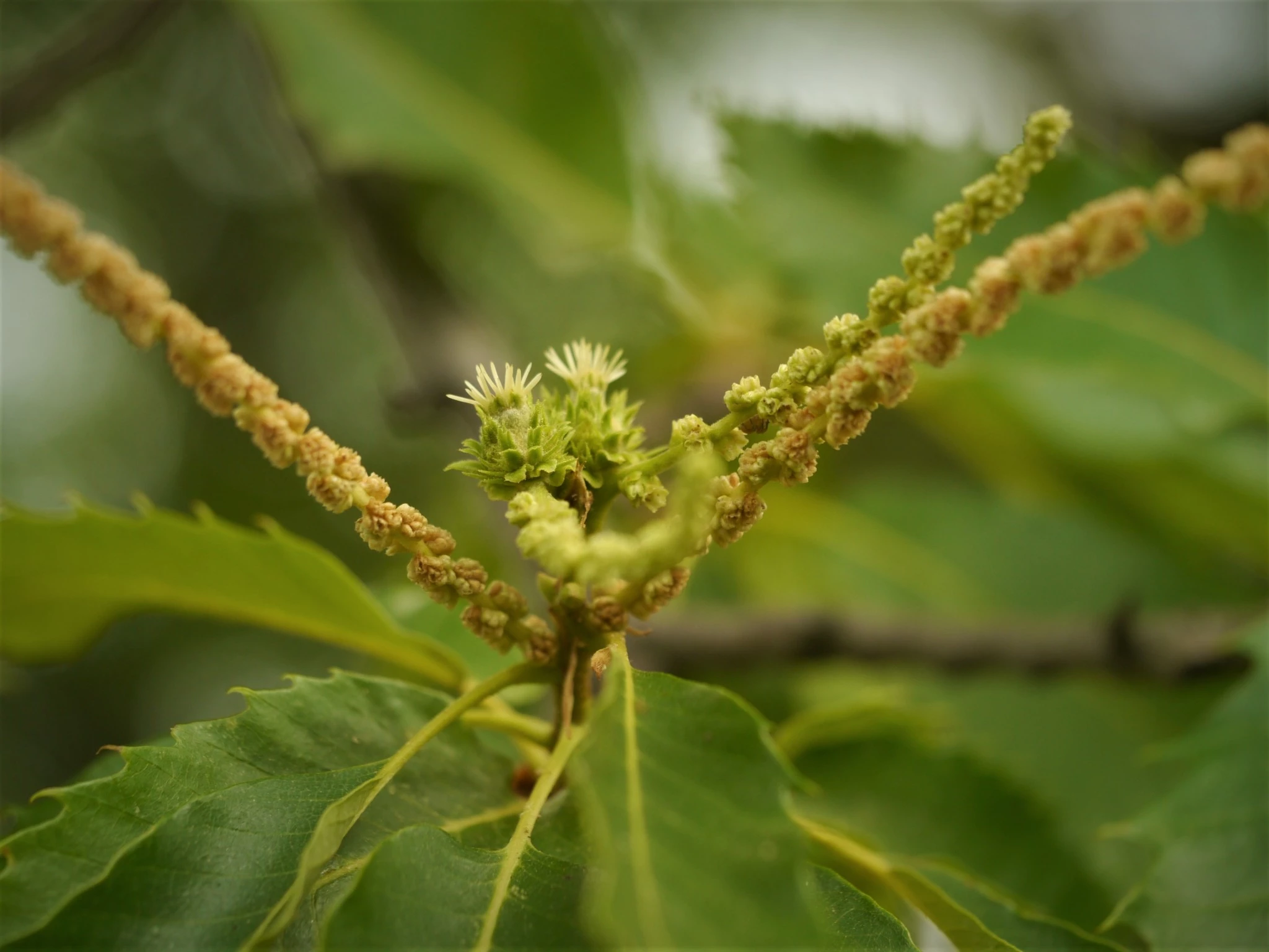 Le projet Roc Cha promeut la collaboration entre savoirs locaux et ancestraux et connaissances scientifiques