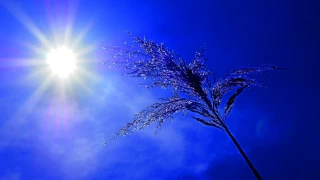 Un été particulièrement chaud pour les filières agricoles