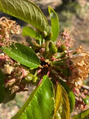 Gel : l’aide régionale pour les arboriculteurs de fruits à noyaux se clôture le 22 août !