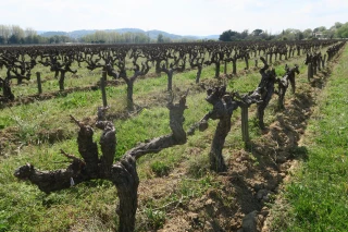 Complément d'indemnisation pour les exploitants assurés