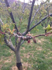 Détails de l’aide régionale destinée aux producteurs de fruits à noyaux