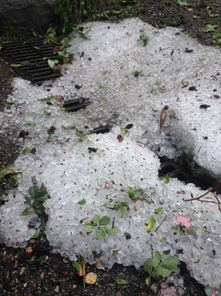 Déclaration de pertes de récoltes à la suite d’un aléa climatique