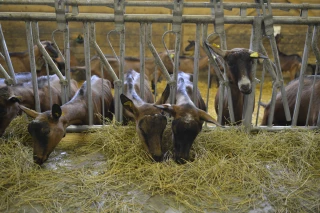 Les impacts de la crise du Covid-19 sur les filières ardéchoises
