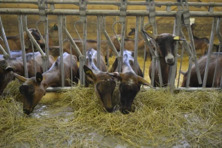 Les impacts de la crise du Covid-19 sur les filières ardéchoises