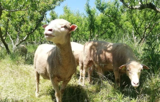 Lutte contre le gel, gestion de l’enherbement et protection des cultures en démonstration