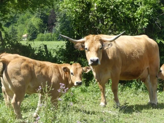 Lait ou viande : des réponses pour toutes les filières animales en bio