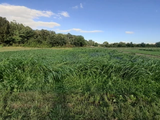 Des pistes pour consolider son système fourrager face aux aléas climatiques