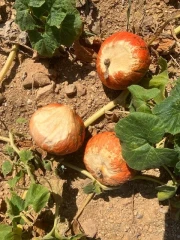 Sécheresse : pluie d’inquiétudes dans le monde agricole