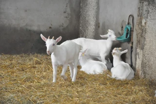 Les conseils à appliquer pour un abreuvement de qualité