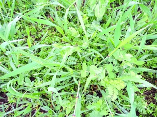 Les grandes tendances alimentaires en élevage biologique