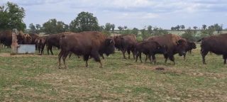 Zoom sur les animations du syndicat Aubrac ardéchois