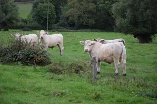 Aide élevage pour matériels de stockage et d’épandage moins émissifs